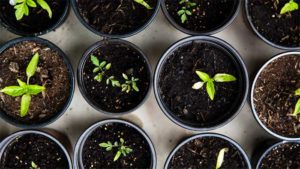 ベランダ と バルコニー の違いって何? 専門家に…|ガーデニング 手入れがラクな庭の作り方&コツ!世話…|観葉植物の寄せ植え